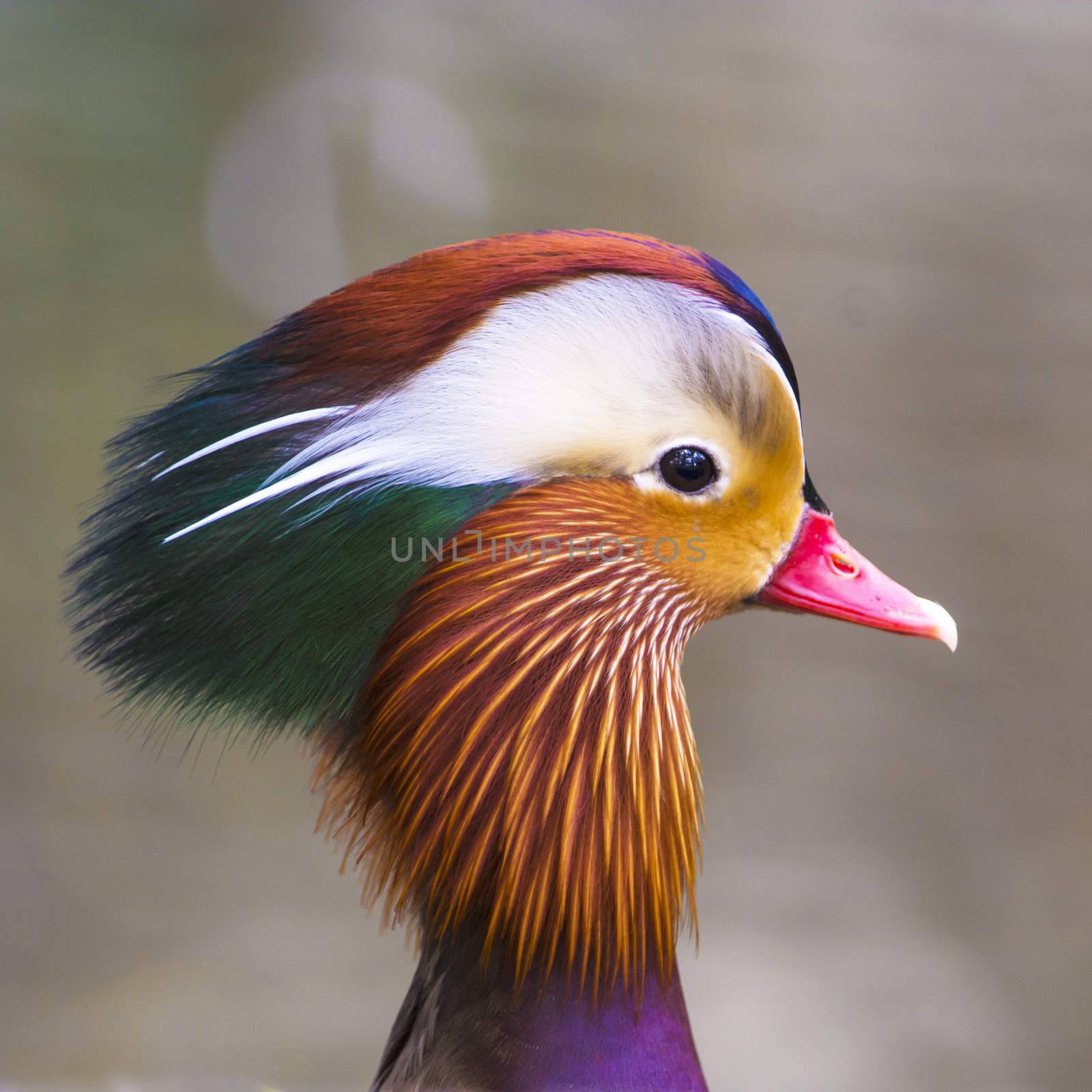 Colorful duck, Mandarin duck, head profile closeup