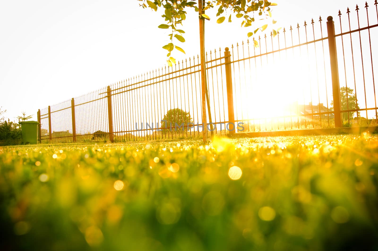 Sunrise over the fresh green lawn.