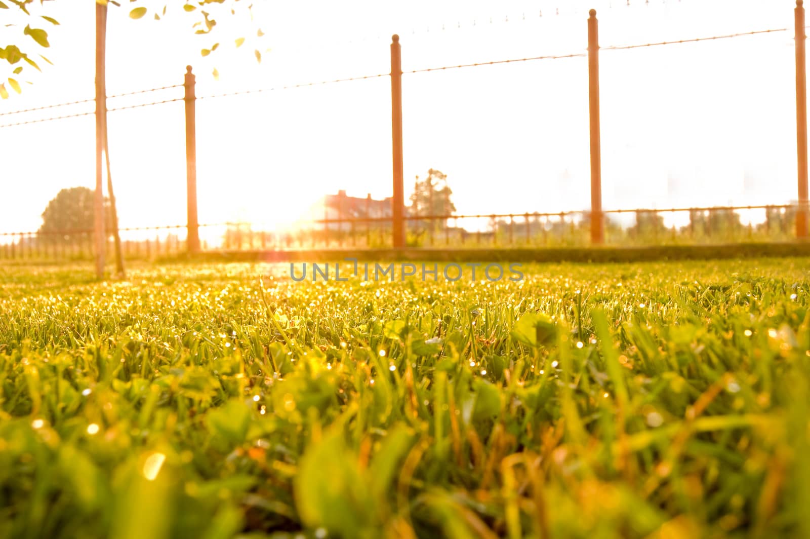 Sunrise over the fresh green lawn.