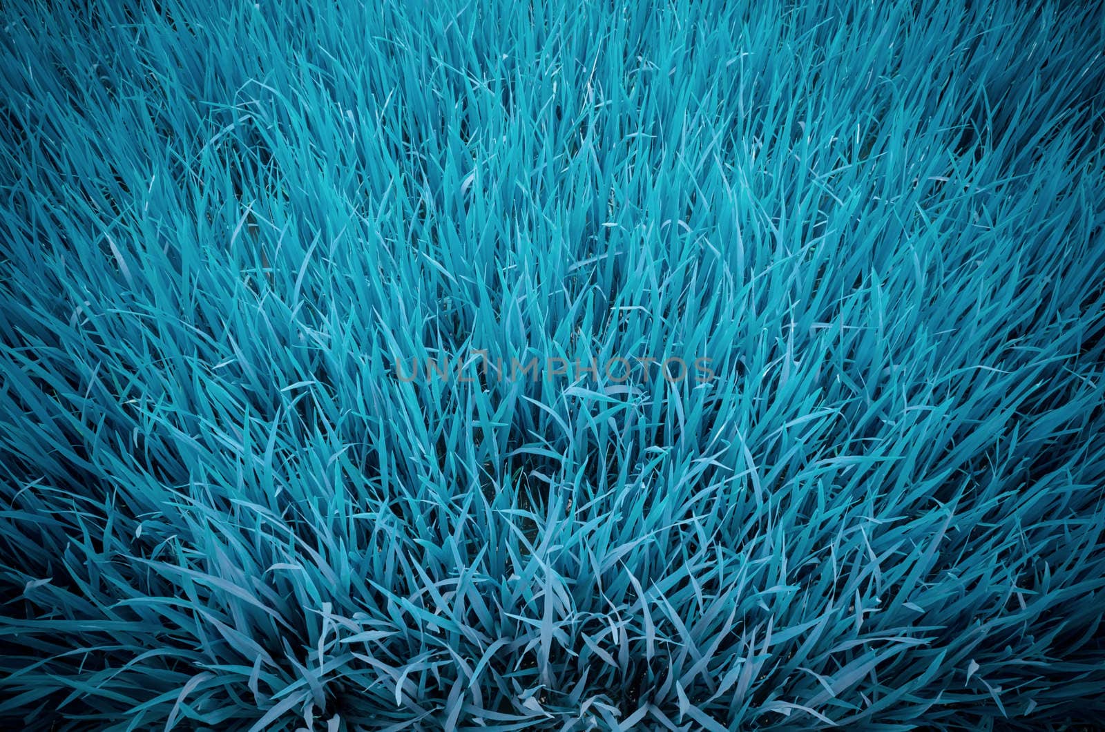 Blue abstract background made from view the top of rice paddy.