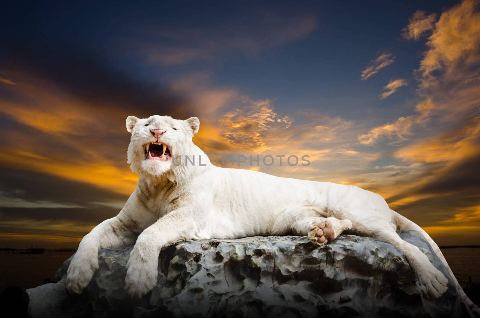 The white Tiger by Gamjai