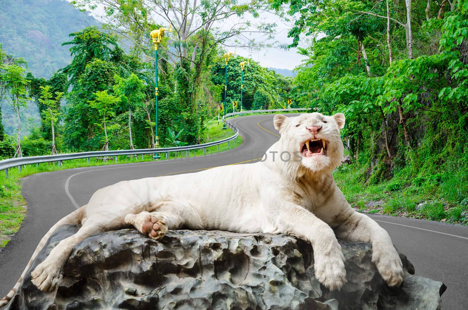 The white tiger growls. big canines. On nature background.