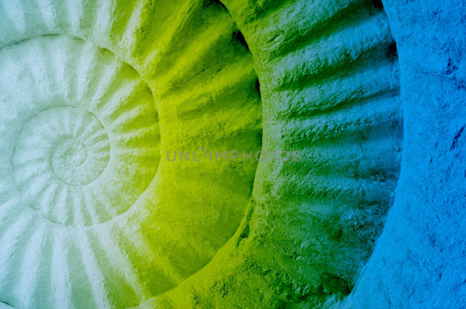 Color of ammonite prehistoric fossil, abstract background.