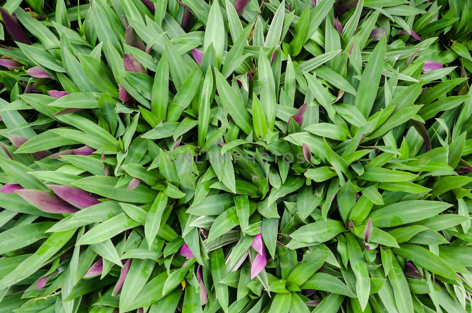 Tradescantia spathacea Swartz in garden.