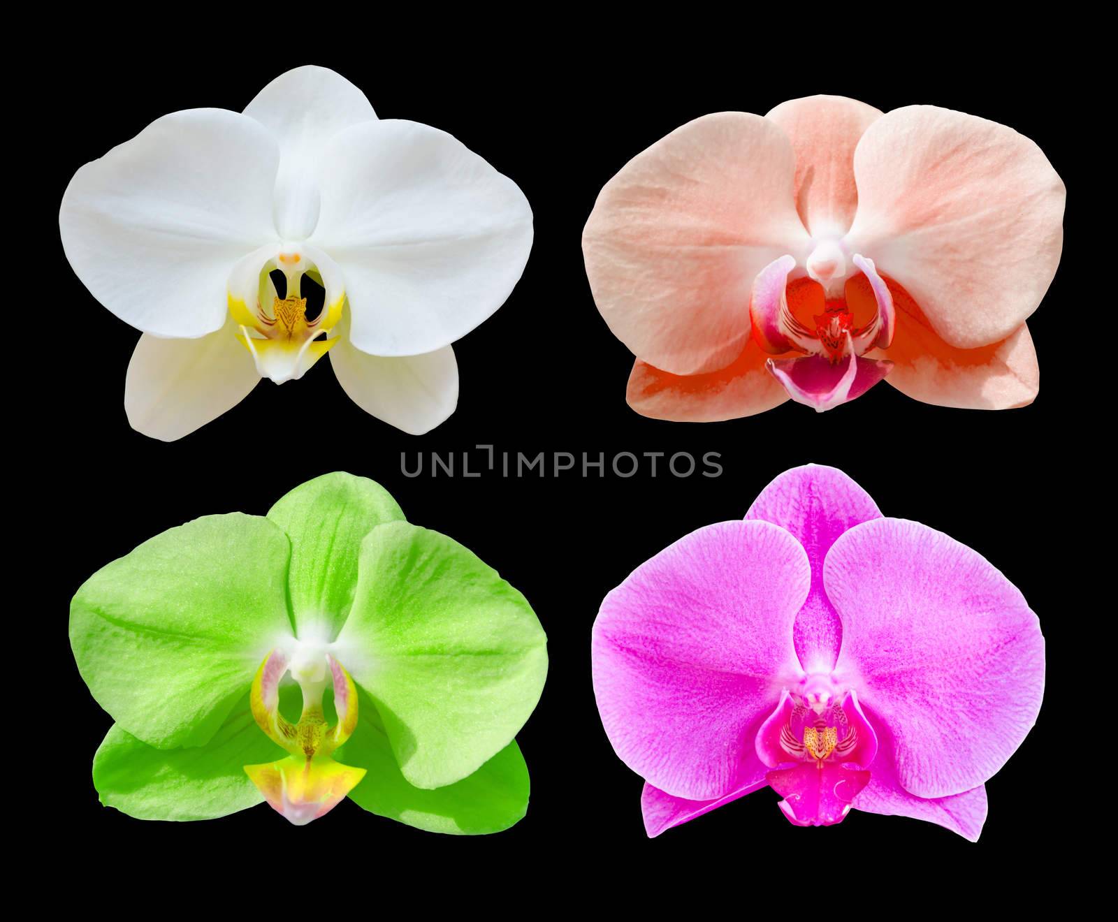 many color beautiful orchid flowers set isolated on black background