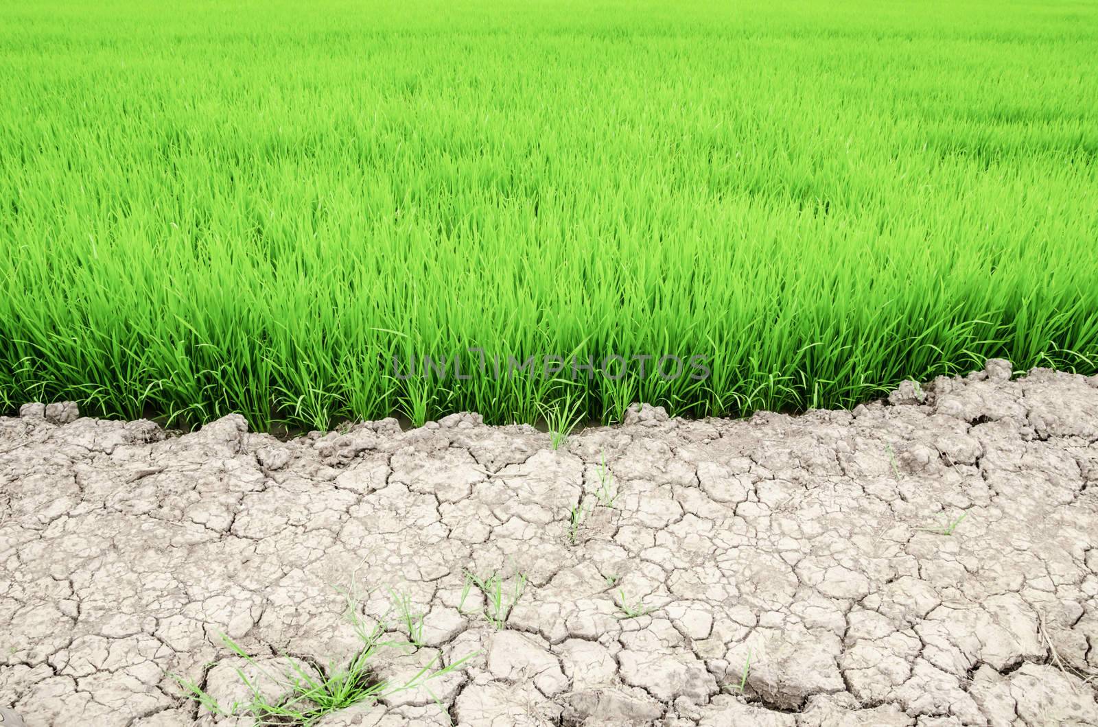 Dry crack earth at rice field in Thailand.