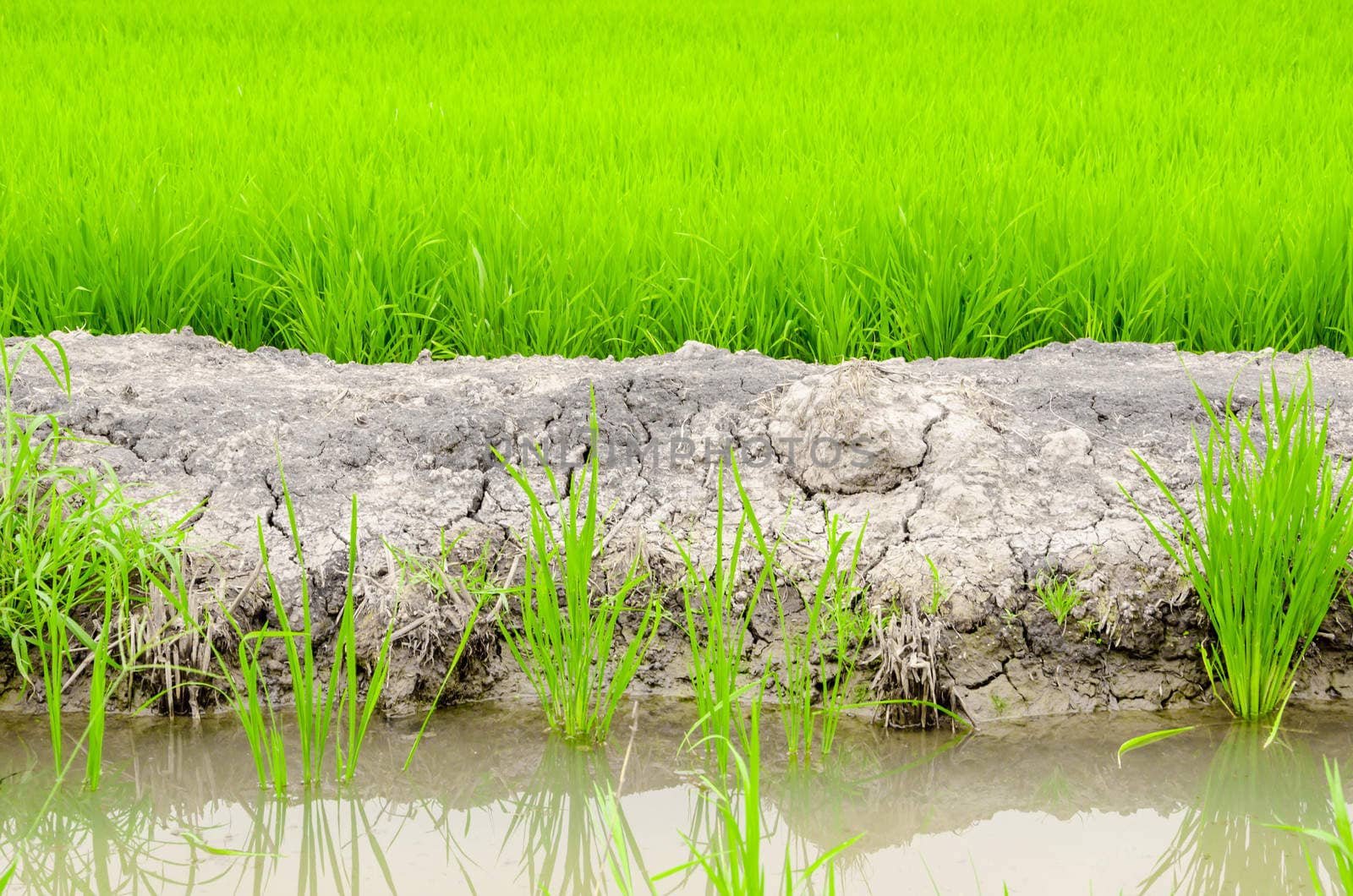 paddy rice field in water and crack earth.