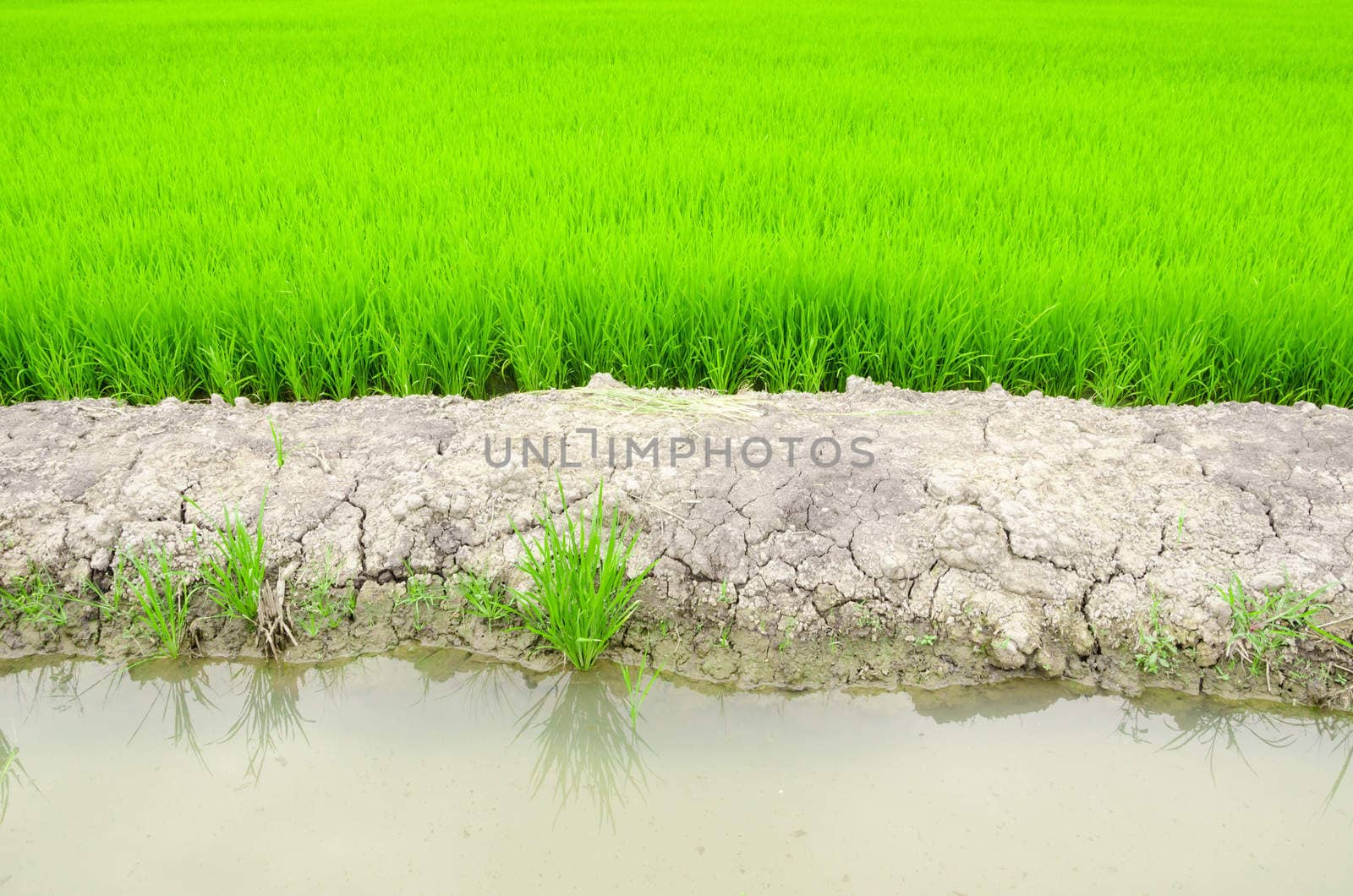 paddy rice field in water and crack earth.