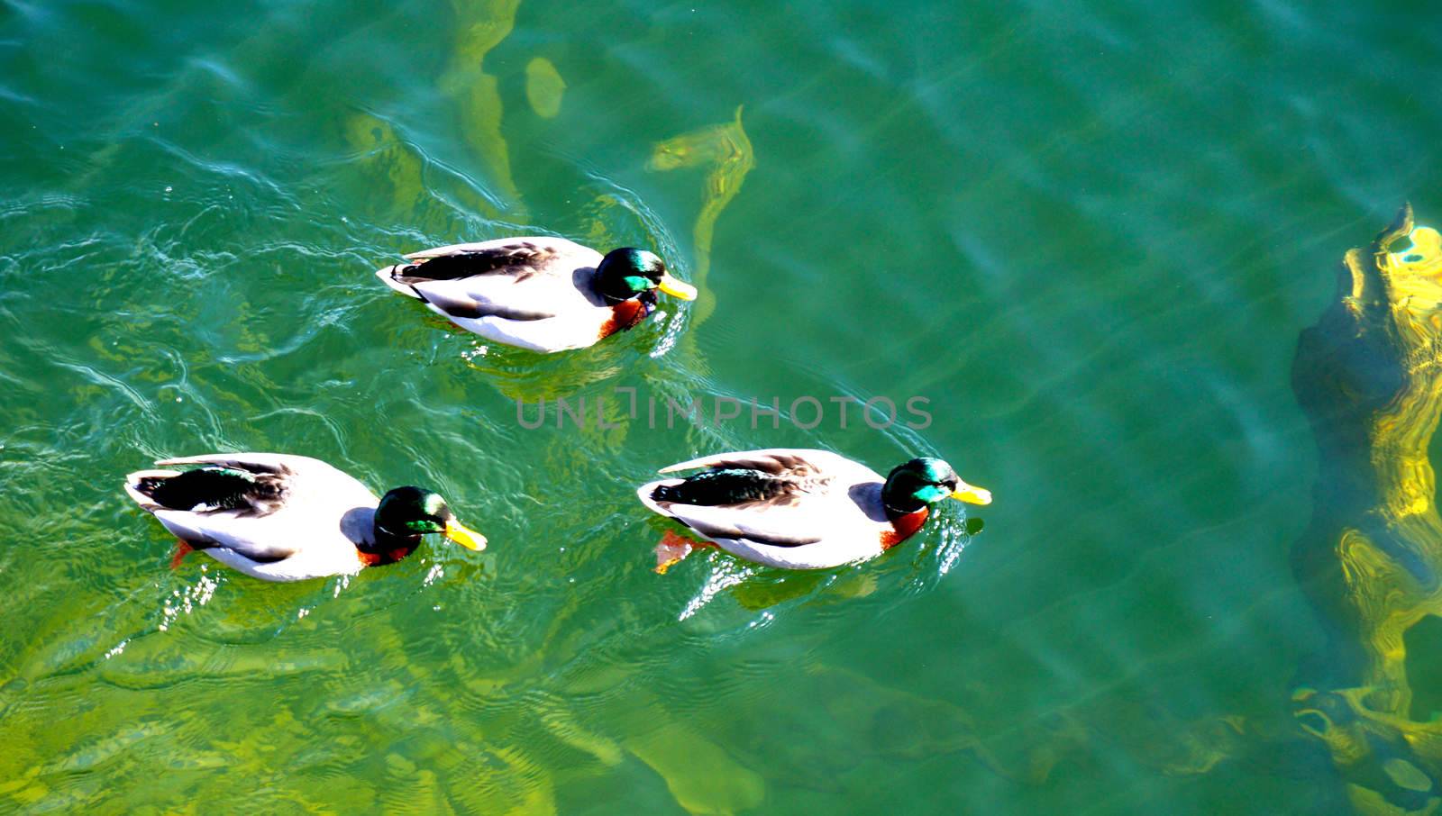 Ducks in Hallstatt lake 