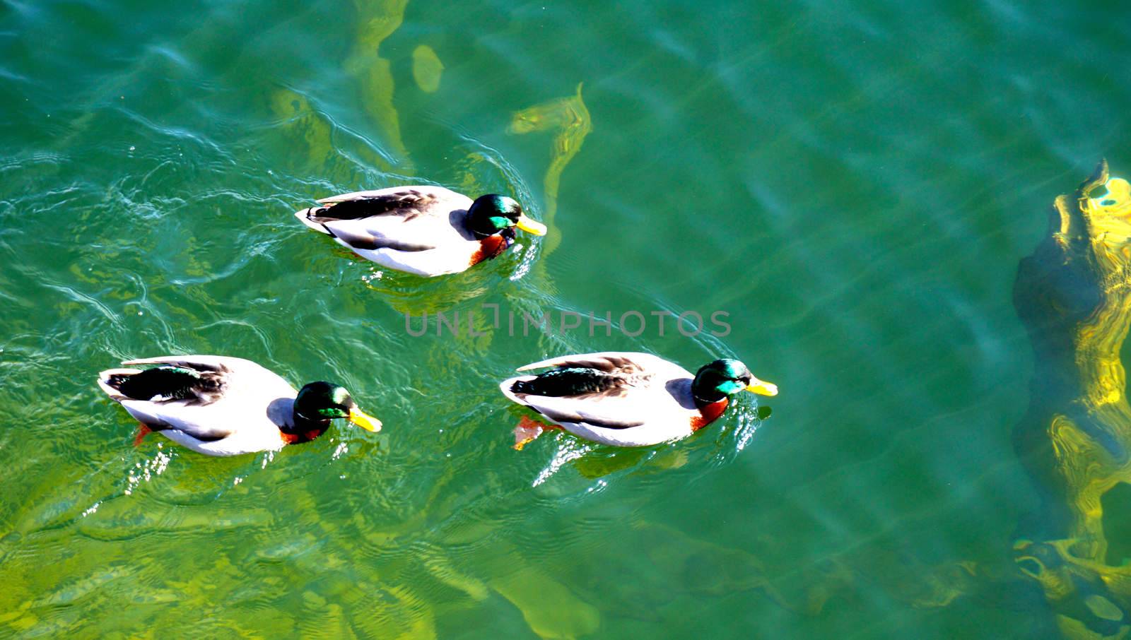 Ducks in Hallstatt lake by polarbearstudio