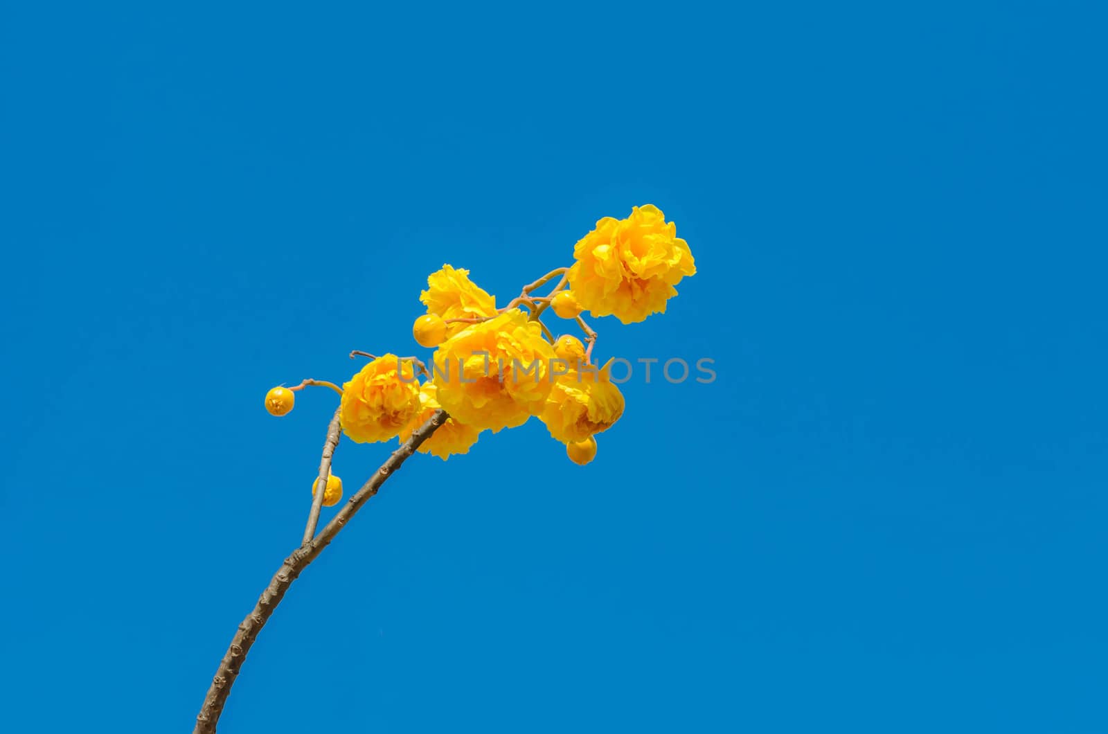 Yellow Cotton Tree over blue sky ( Cochlospermum religiosum Alston )