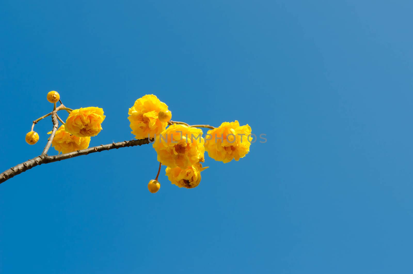 Yellow Cotton Tree over blue sky ( Cochlospermum religiosum Alston )