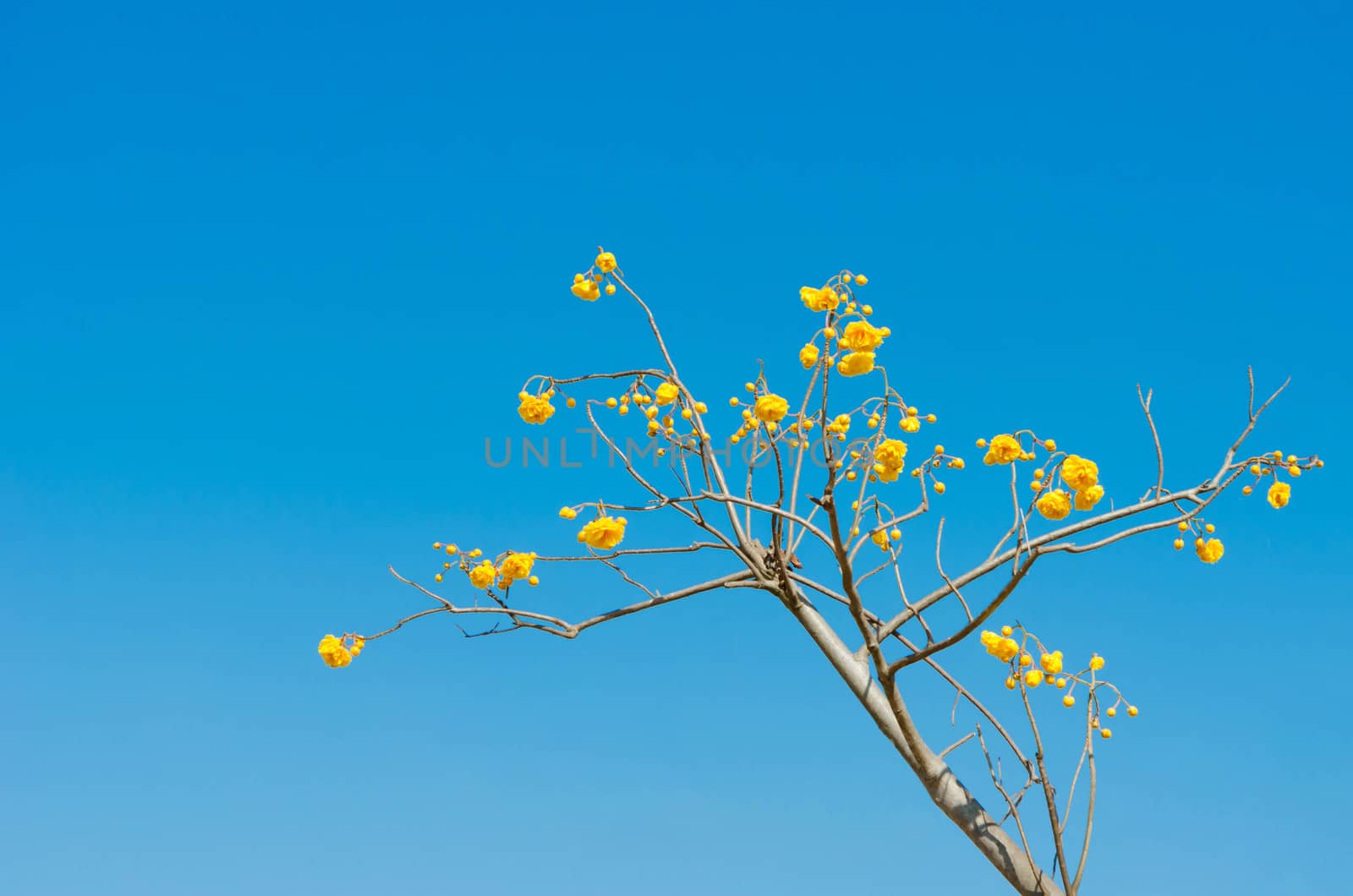 Yellow Cotton Tree over blue sky ( Cochlospermum religiosum Alston )