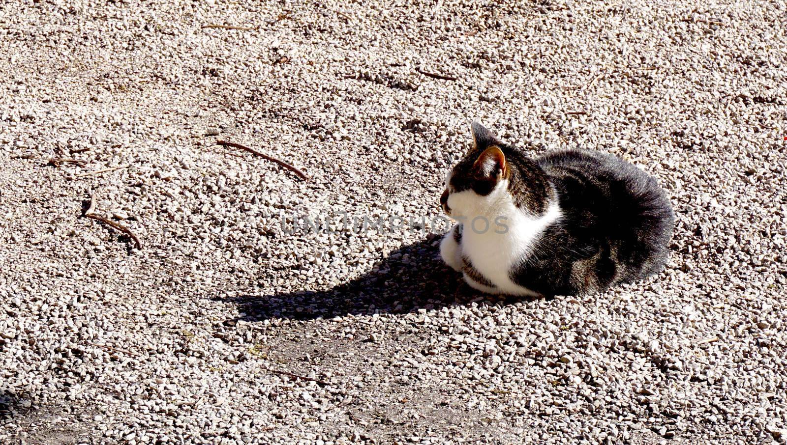 Cat with relaxation near Hallstatt lake, Austria     