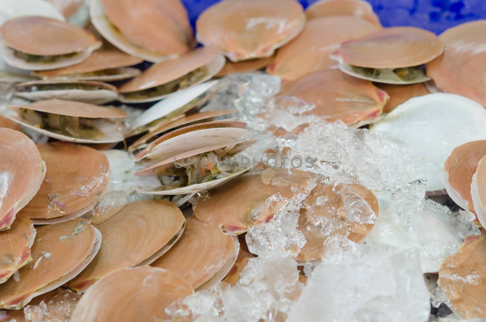 Scallops in shell for sale at local market