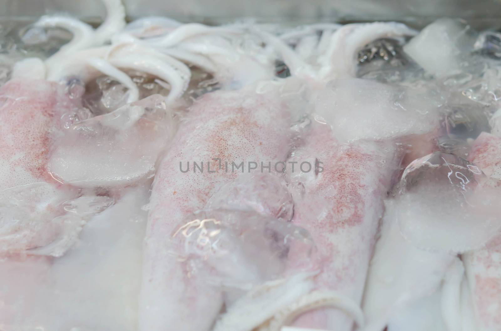 Frozen Raw Squids on iced in The Local Market