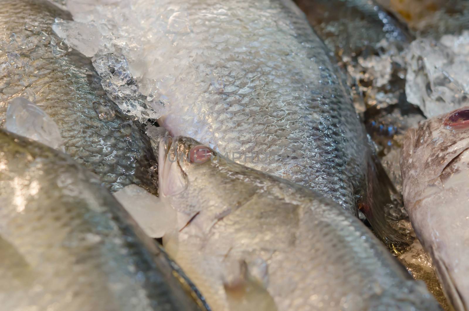 close up  Fresh Snapper fish with ice at market