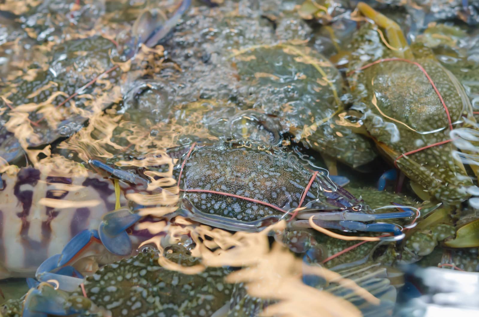 Fresh blue crab at a seafood marke