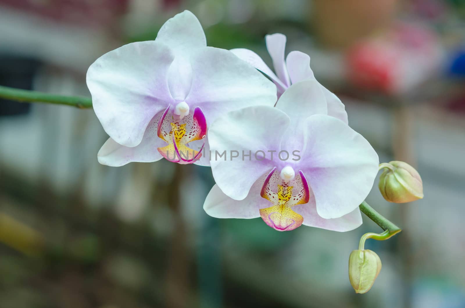 close up white with purple orchid flower  in green garden