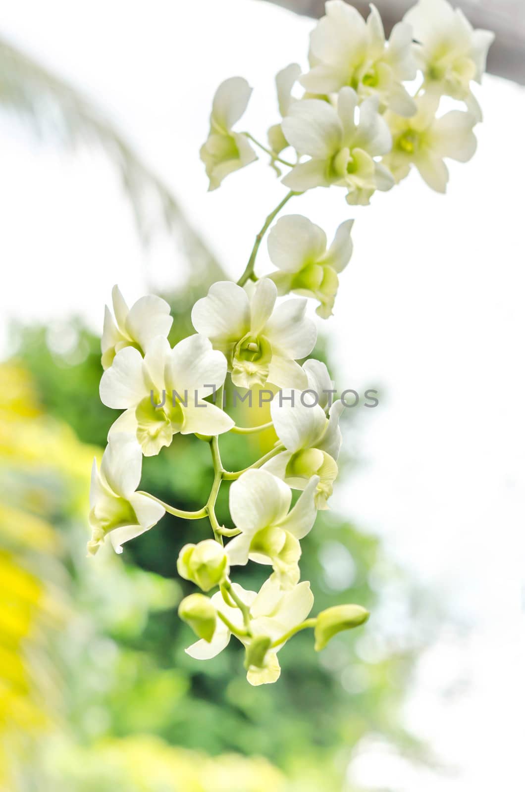 beautiful white  orchid flower  in green garden