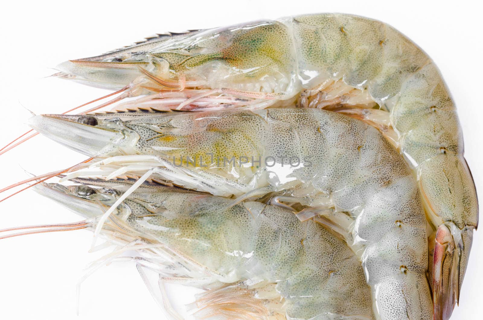 Live shrimps on white background.