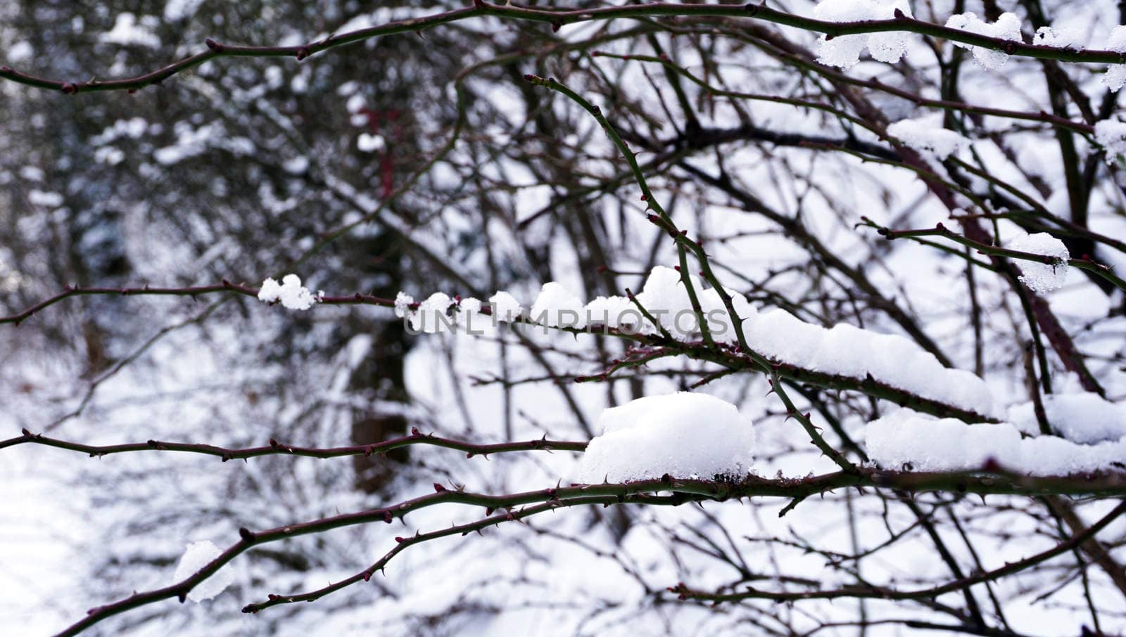 Snowy Day and the Tree