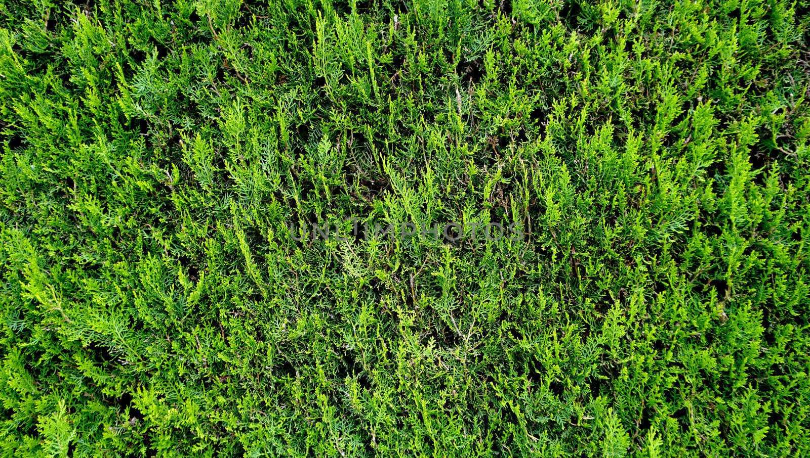 green plant fence horizontal