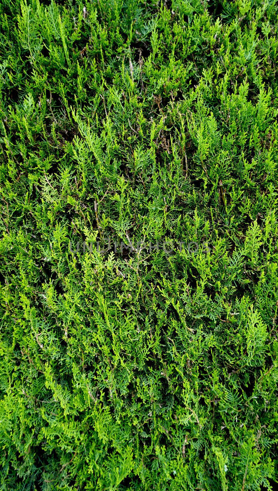 green plant fence vertical