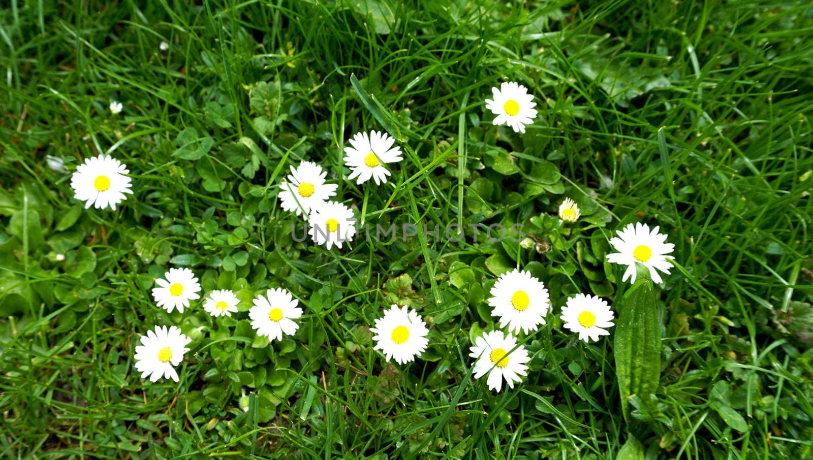 white flowers and grass