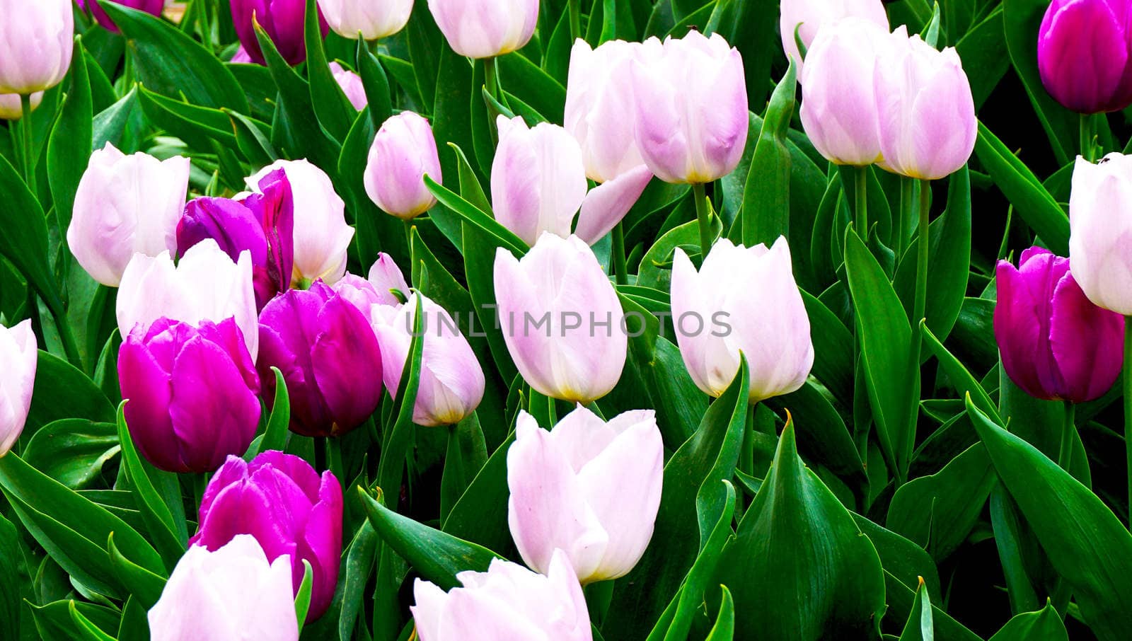 close up Pink and purple tulip flowers in the garden by polarbearstudio