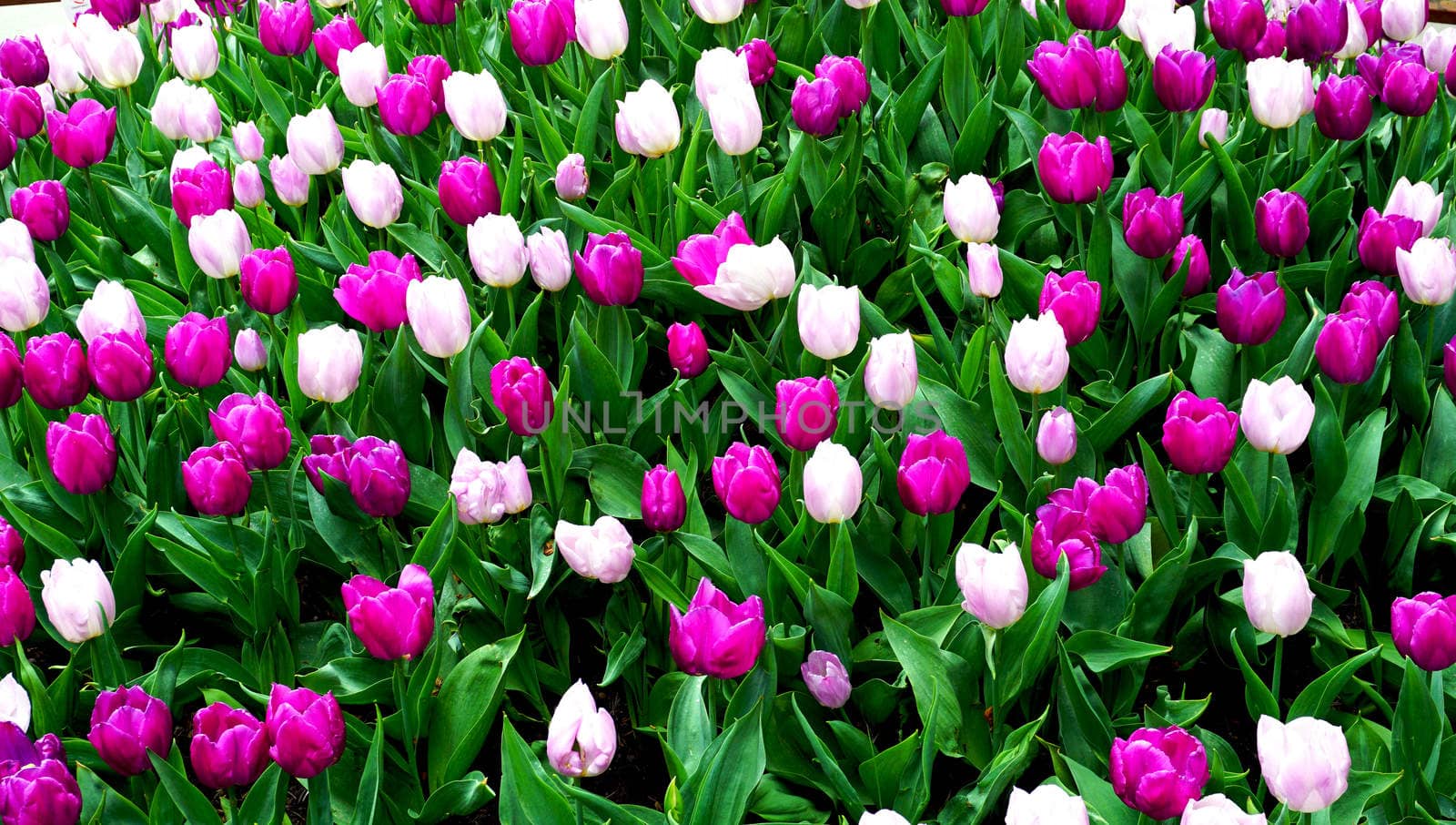 Pink and purple tulip flowers field