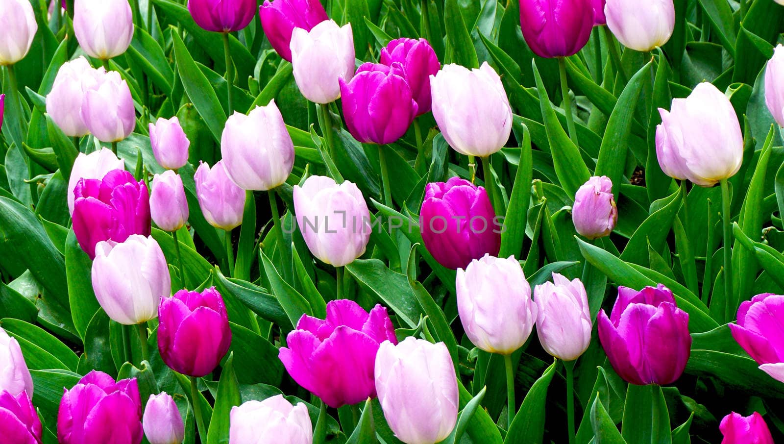 Pink and purple tulip flowers in the garden by polarbearstudio