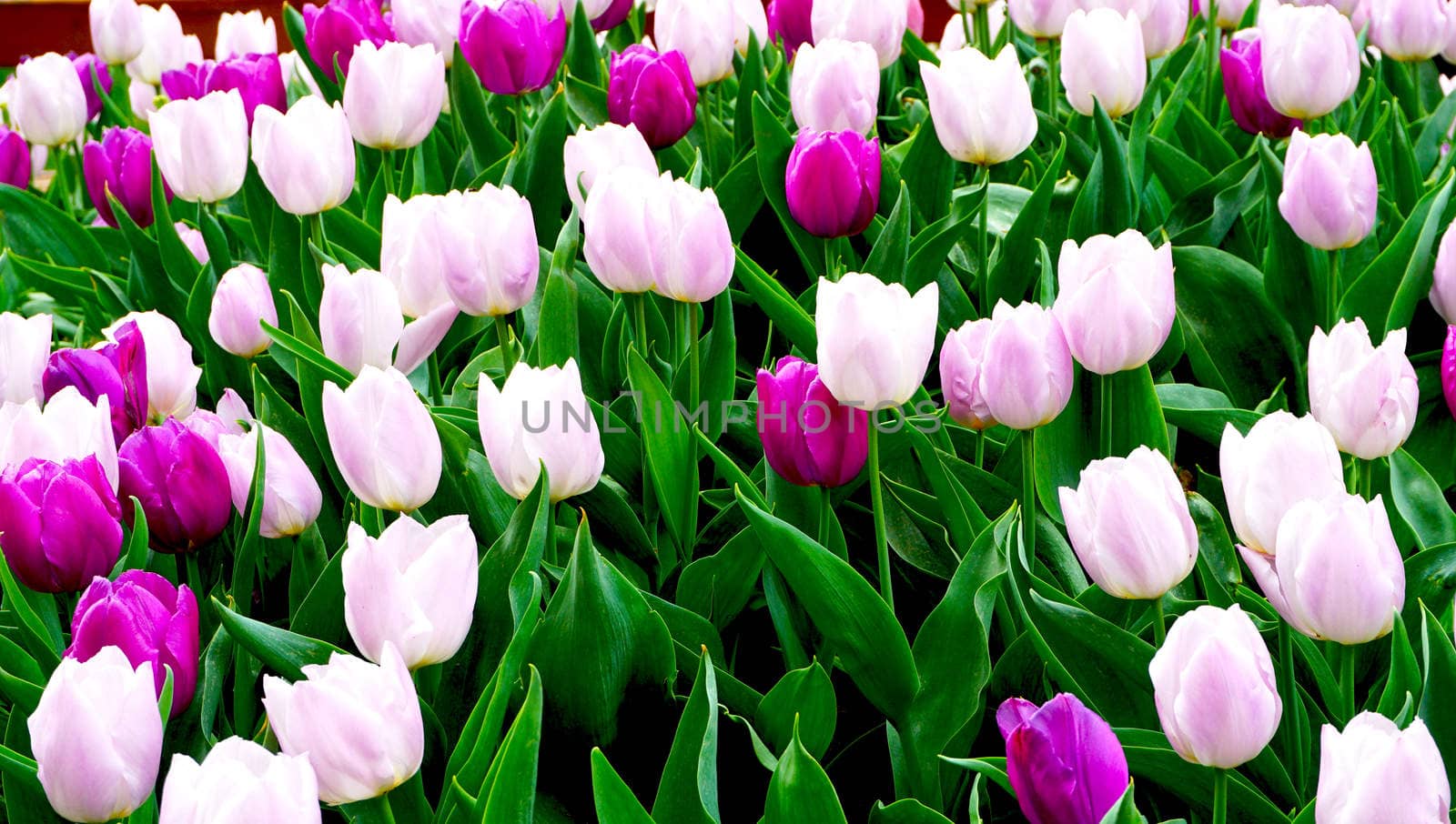Pink and purple tulip flowers in the park