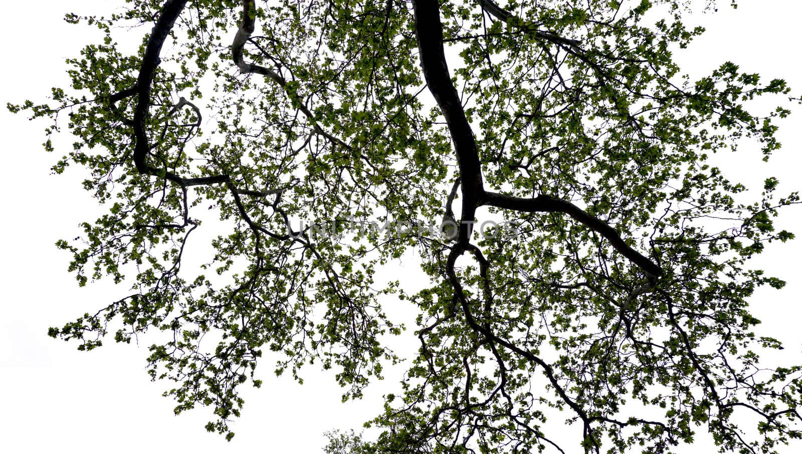 maple tree silhouette in the park