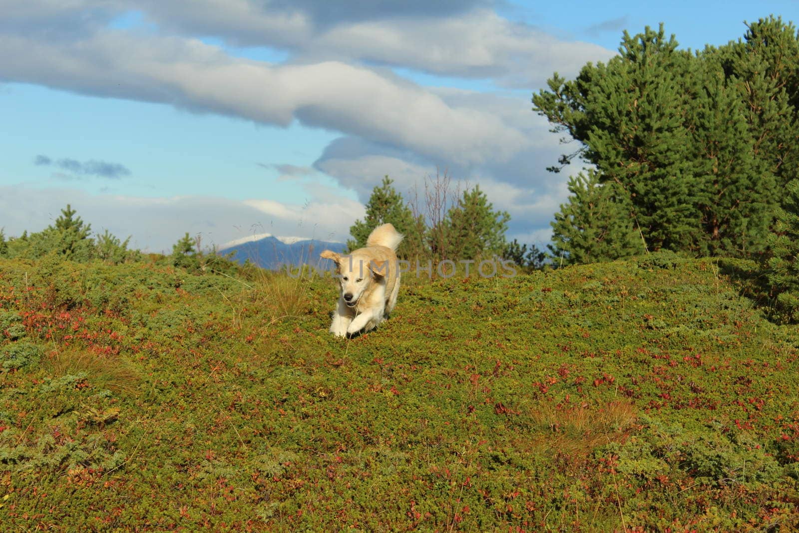 Golden retriever, hund, dog