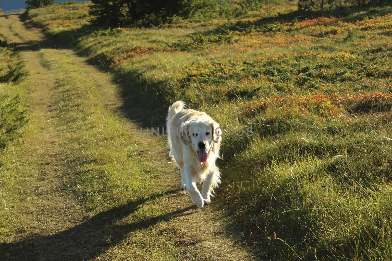 Golden retriever, hund, dog