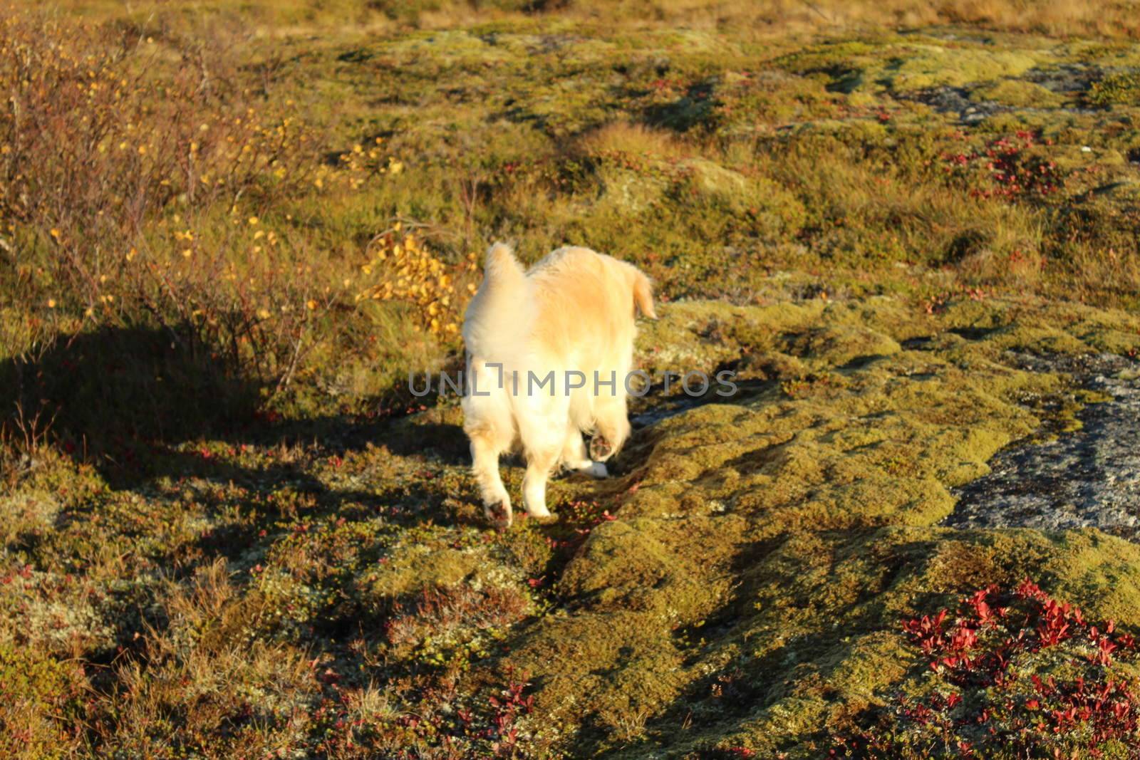 Golden retriever, hund, dog