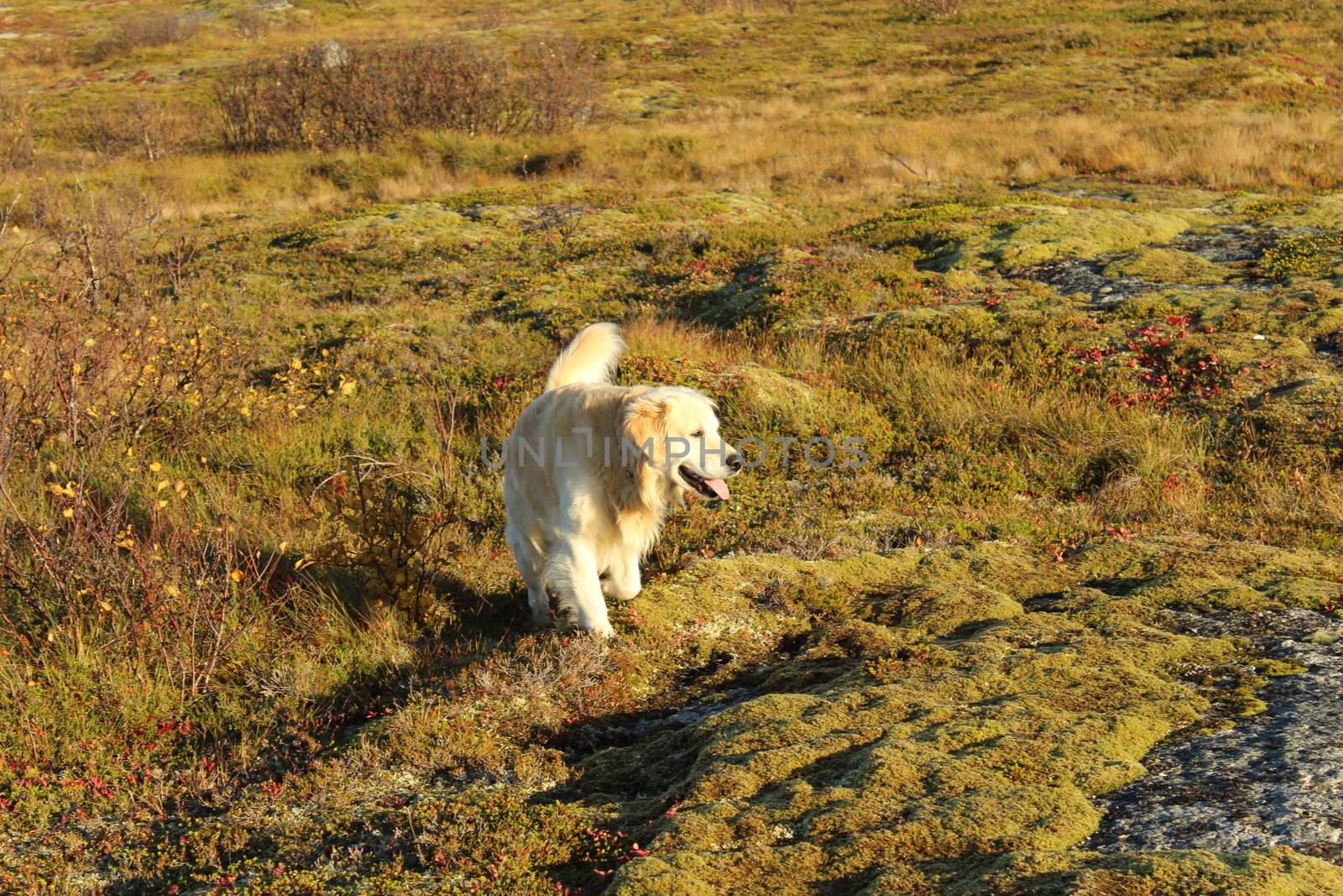 Golden retriever, hund, dog