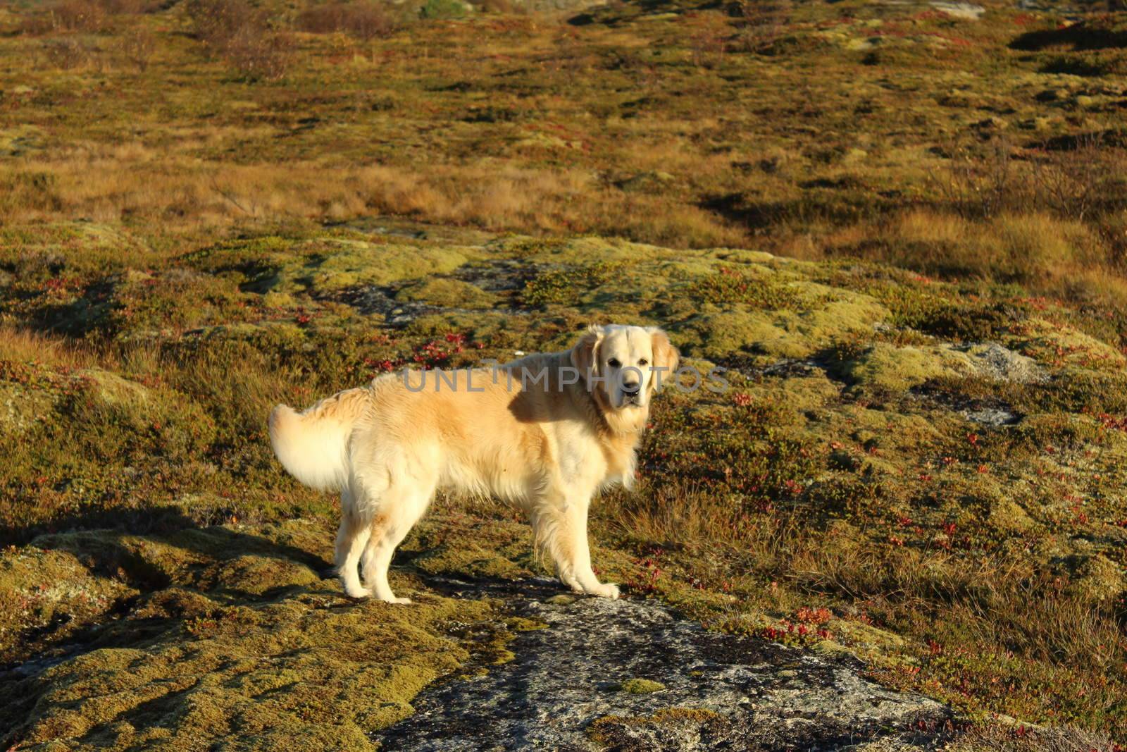 Golden retriever, hund, dog