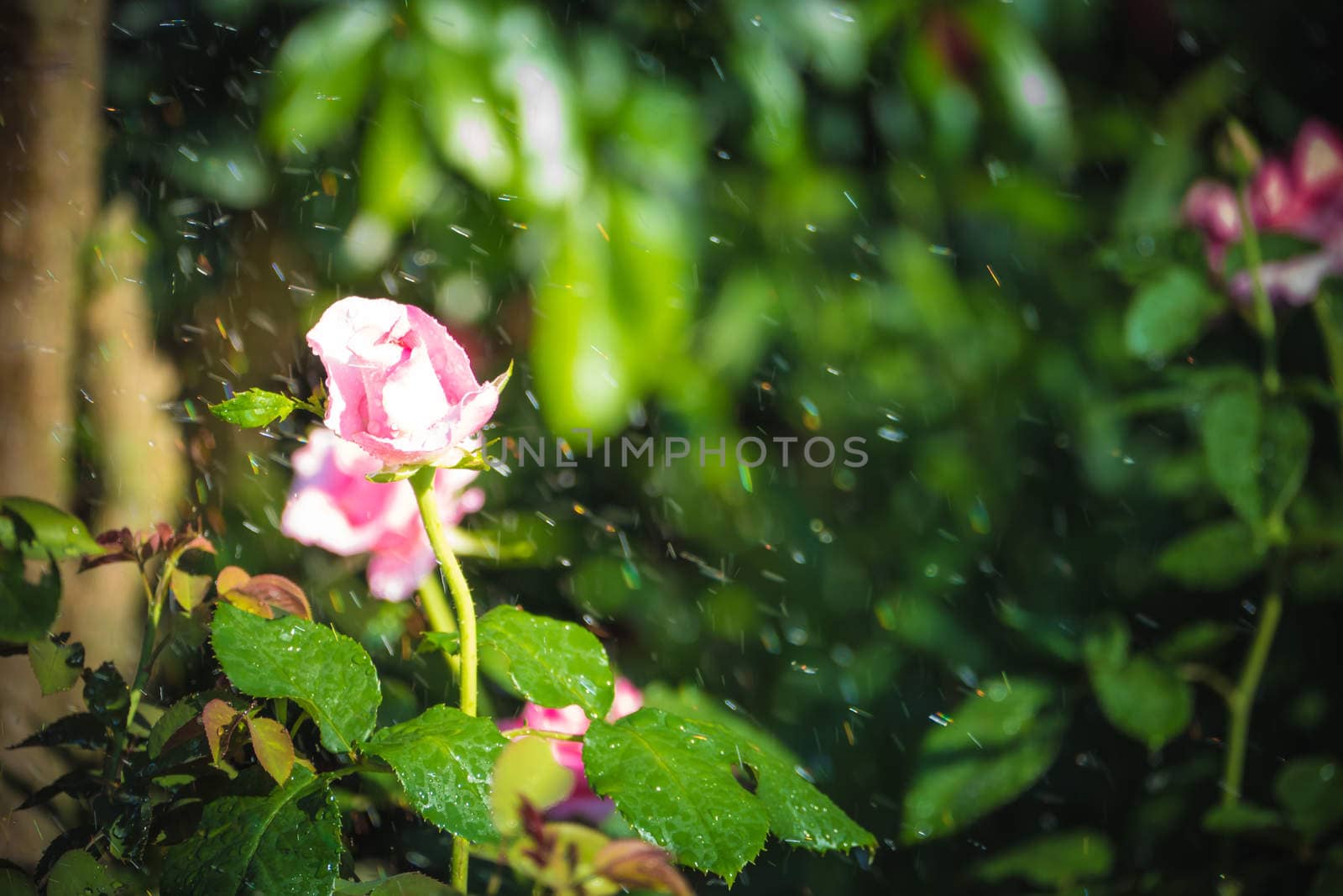 Roses in the garden filtered by teerawit