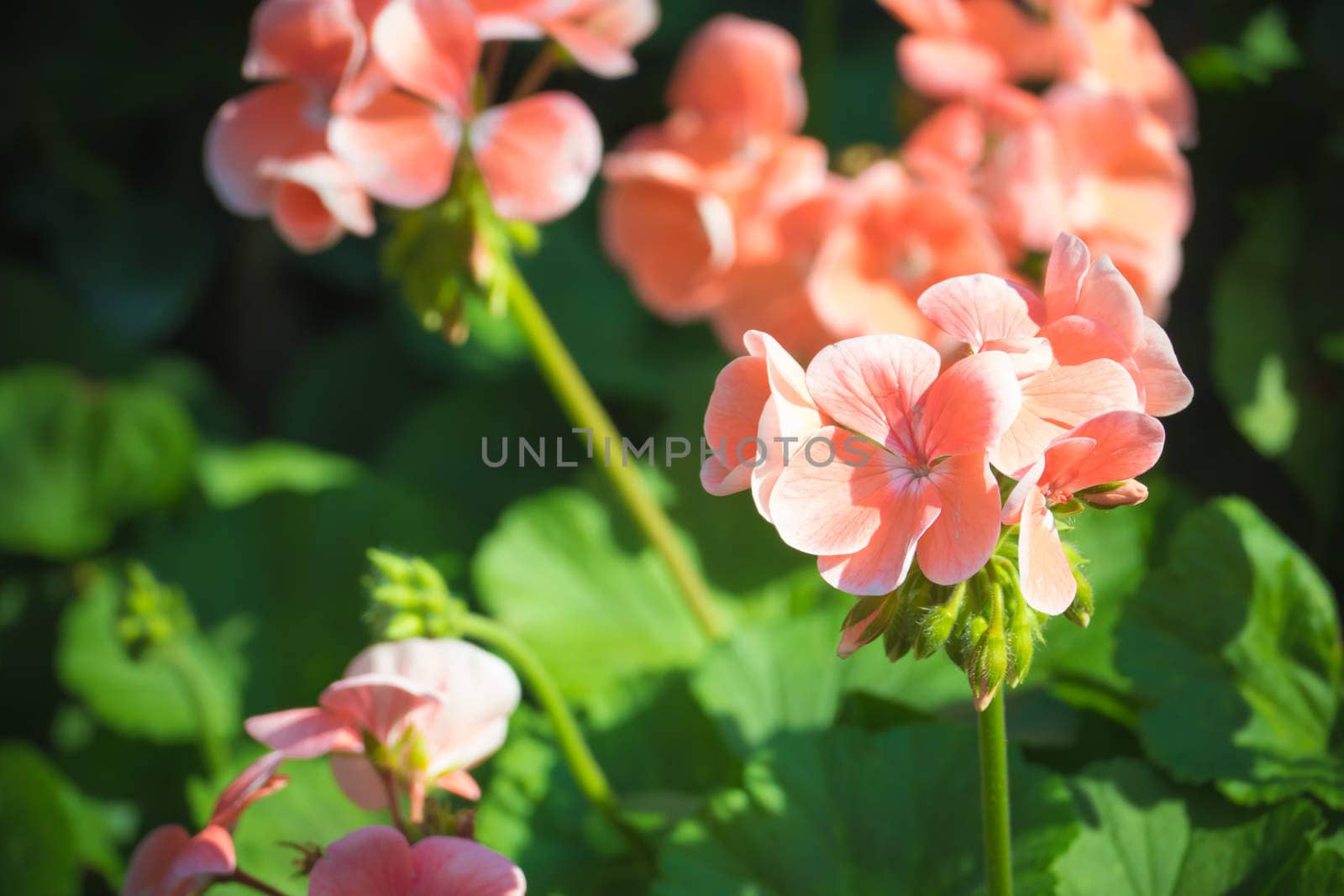 The background image of the colorful flowers by teerawit