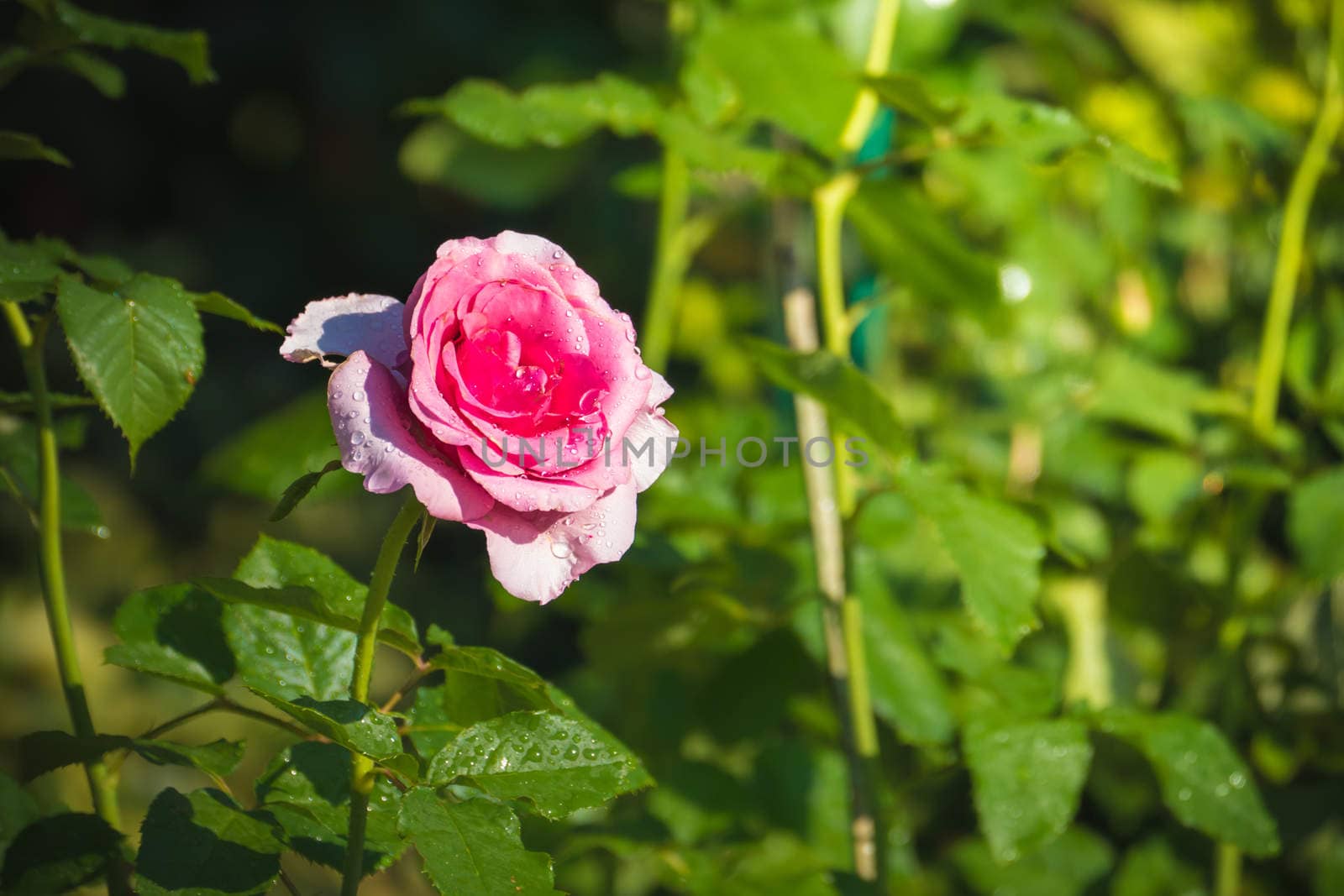 Roses in the garden filtered, Roses are beautiful with a beautiful sunny day.