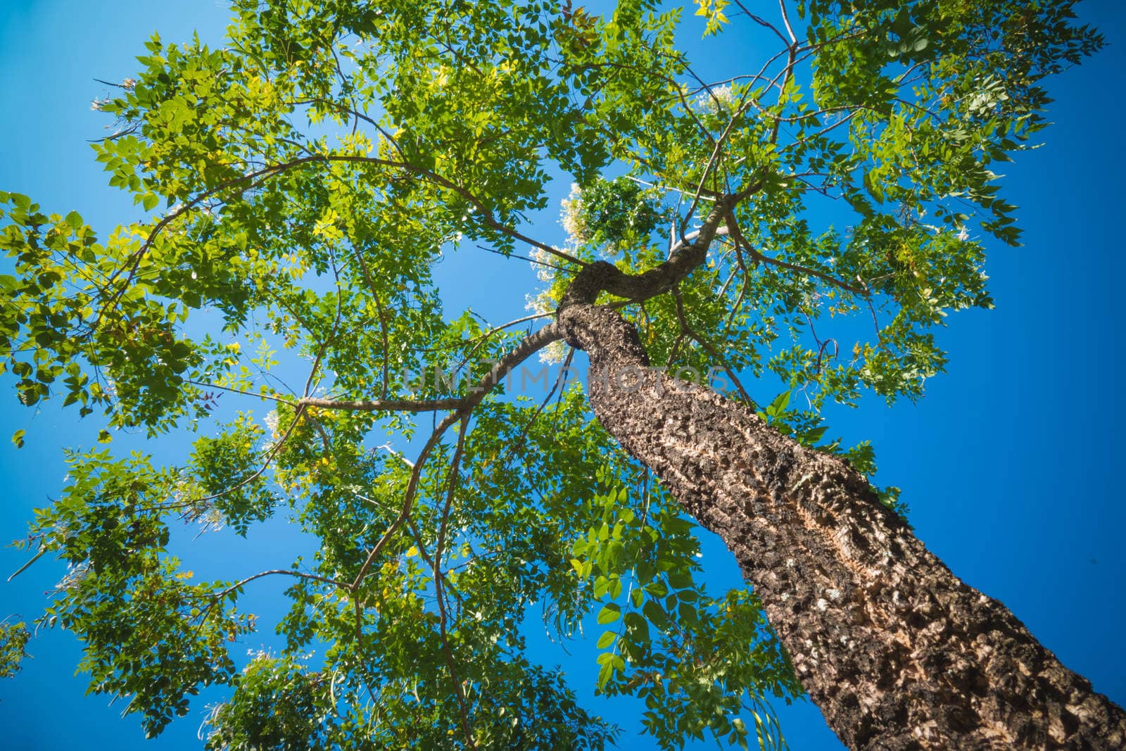 The warm spring sun shining through the canopy of tall beech trees, nature background