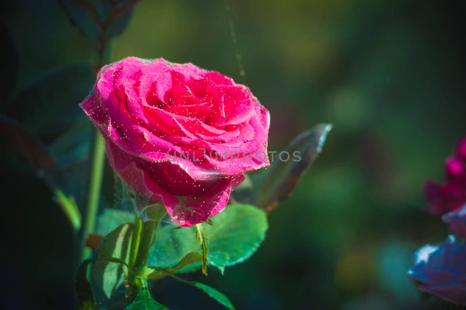 Roses in the garden filtered by teerawit