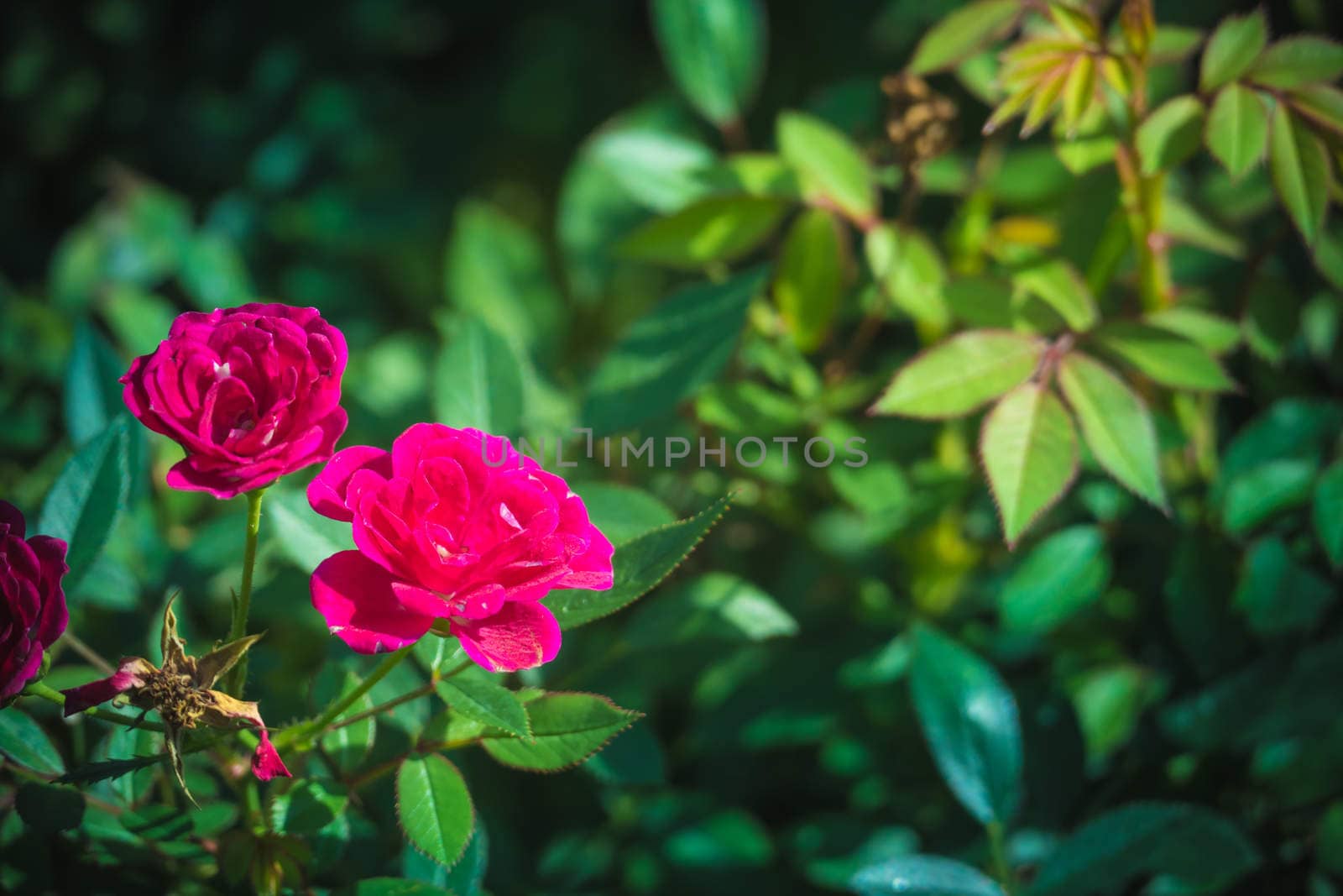 Roses in the garden filtered by teerawit