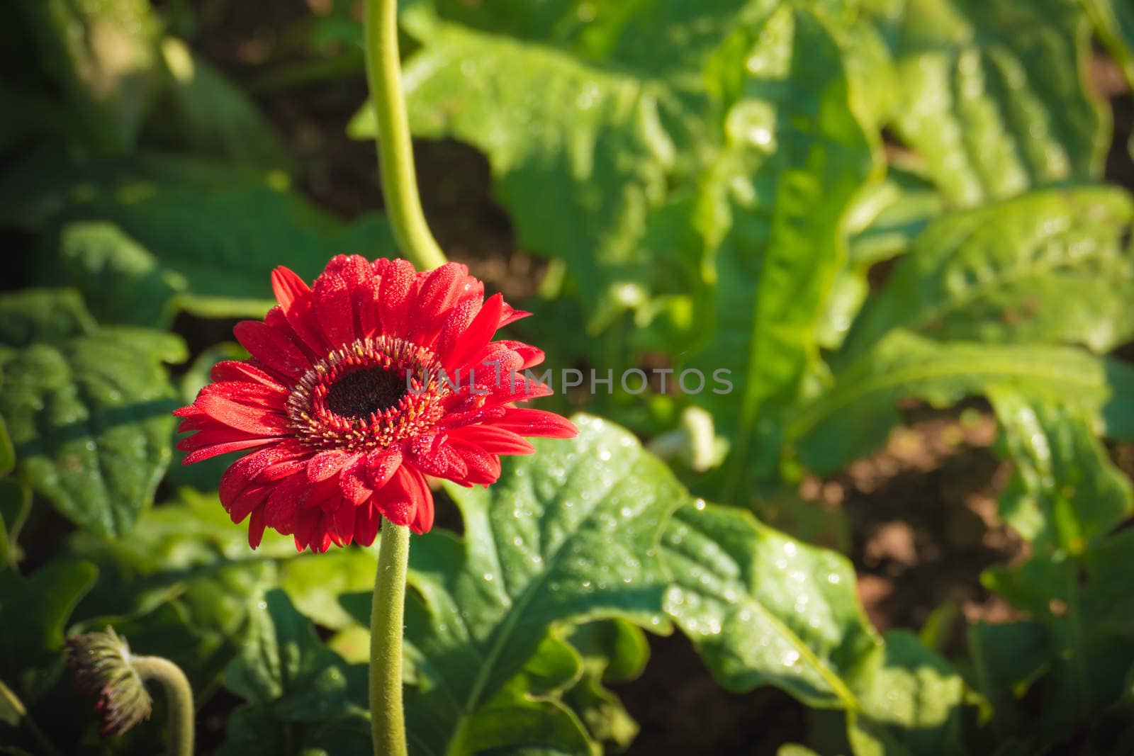 The background image of the colorful flowers by teerawit