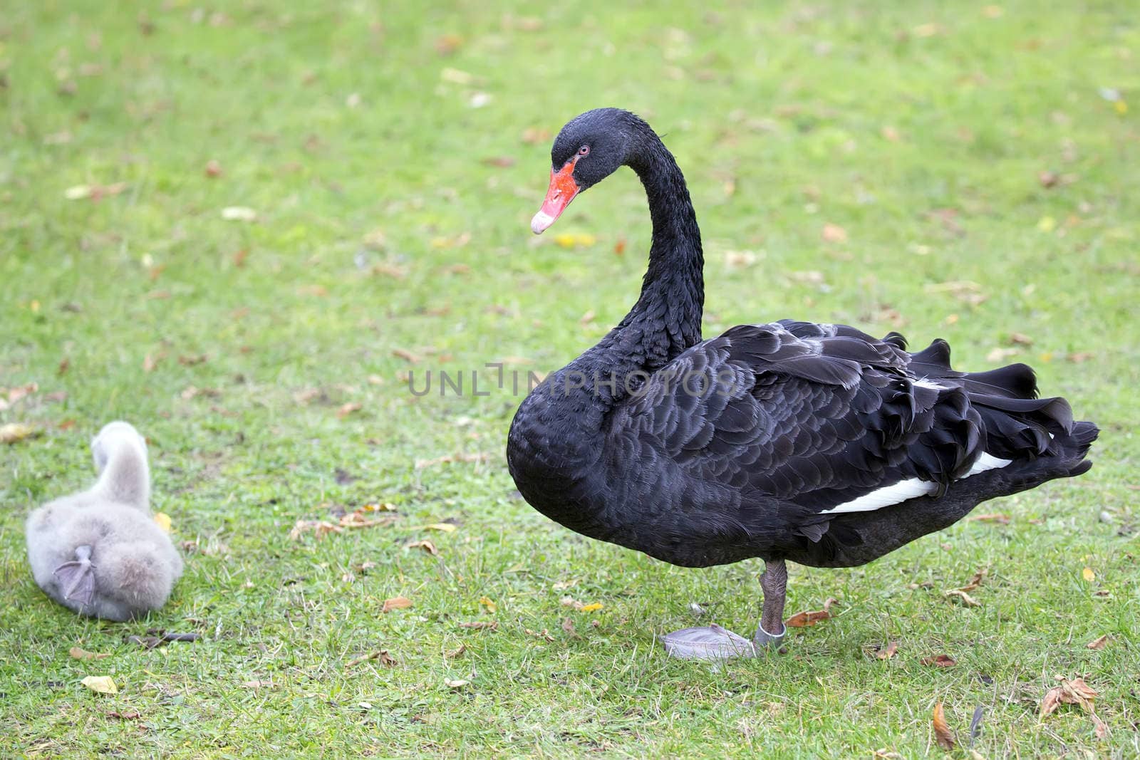 Black swan in the wild in a clearing