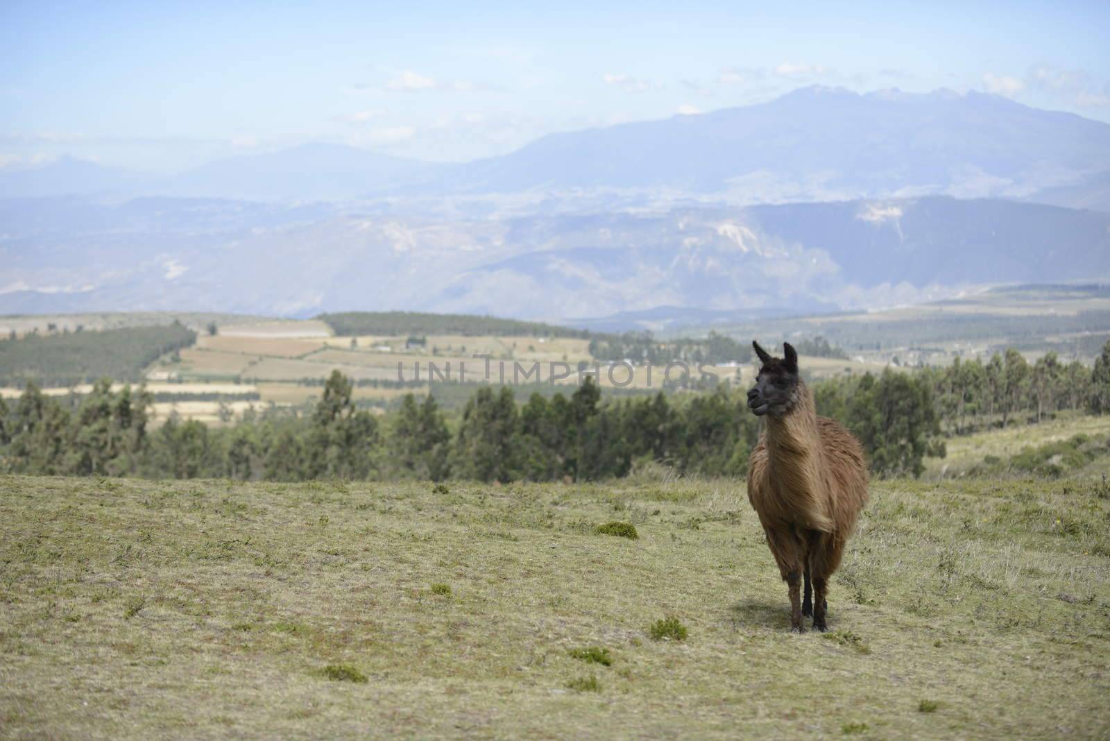 Llama on the field. by kertis