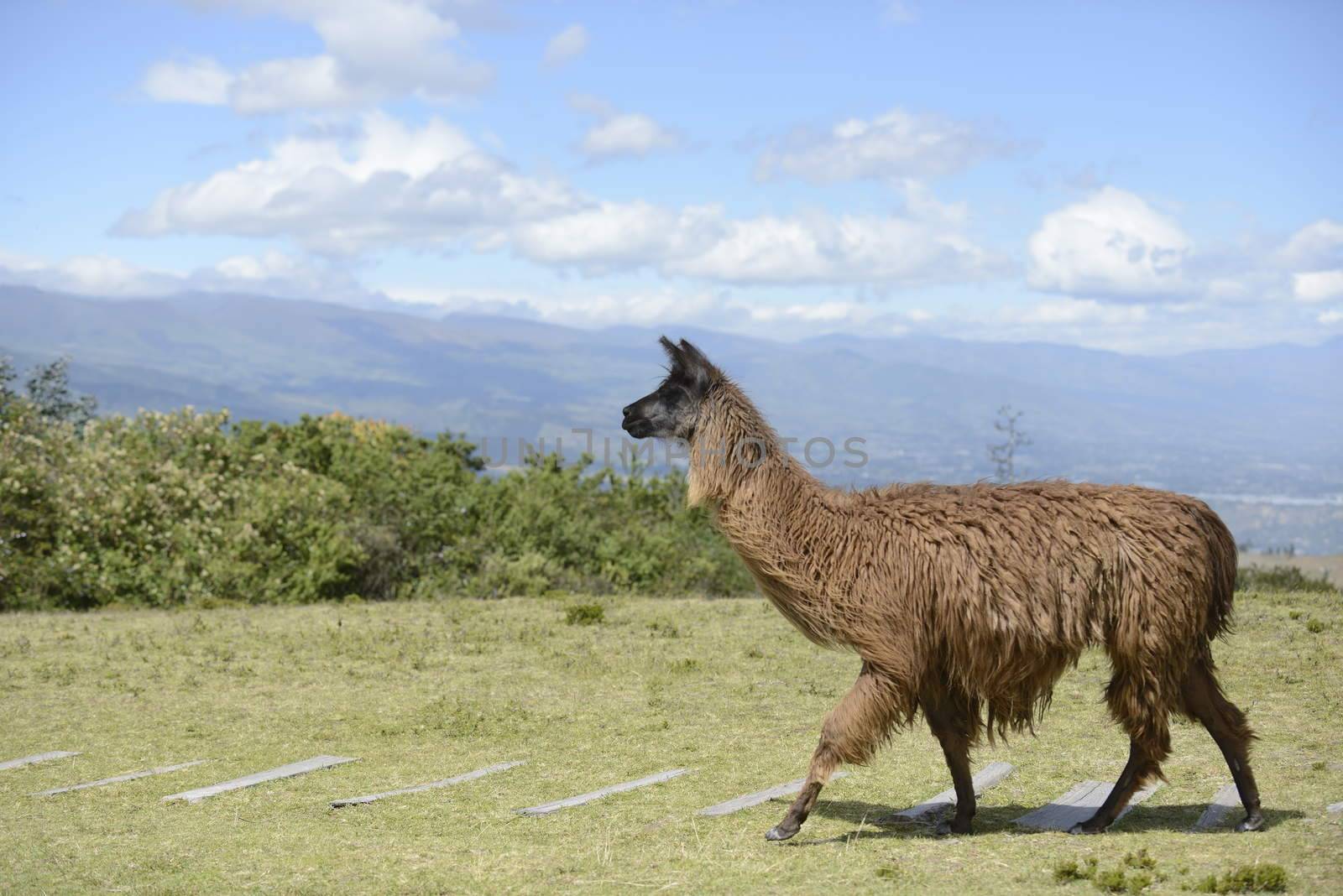 Llama on the field. by kertis