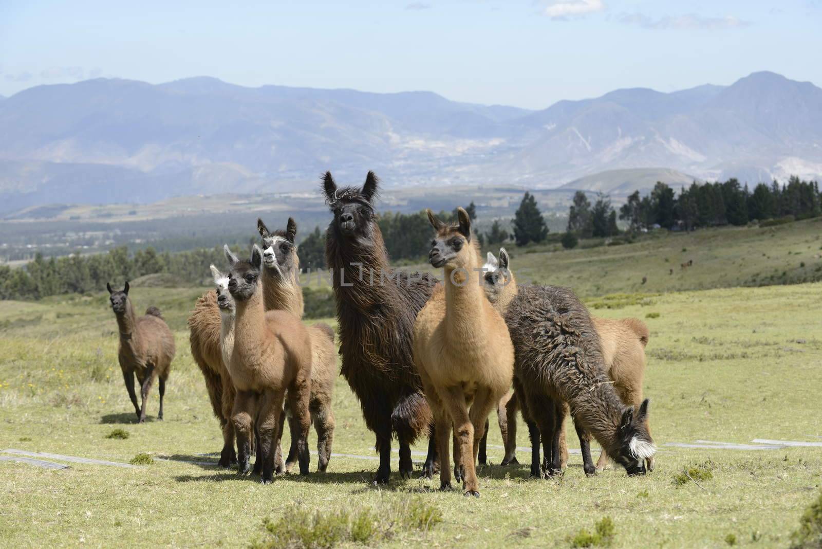 Llamas family on the field. by kertis